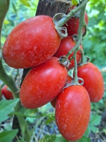 Falisollei Bőtermő paradicsom - Prolifique de Falisolle , Lycopersicum esculentum, paradicsom